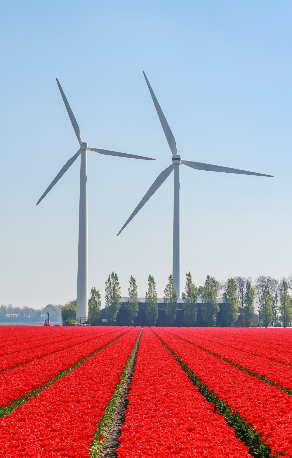 wind turbines and flowers