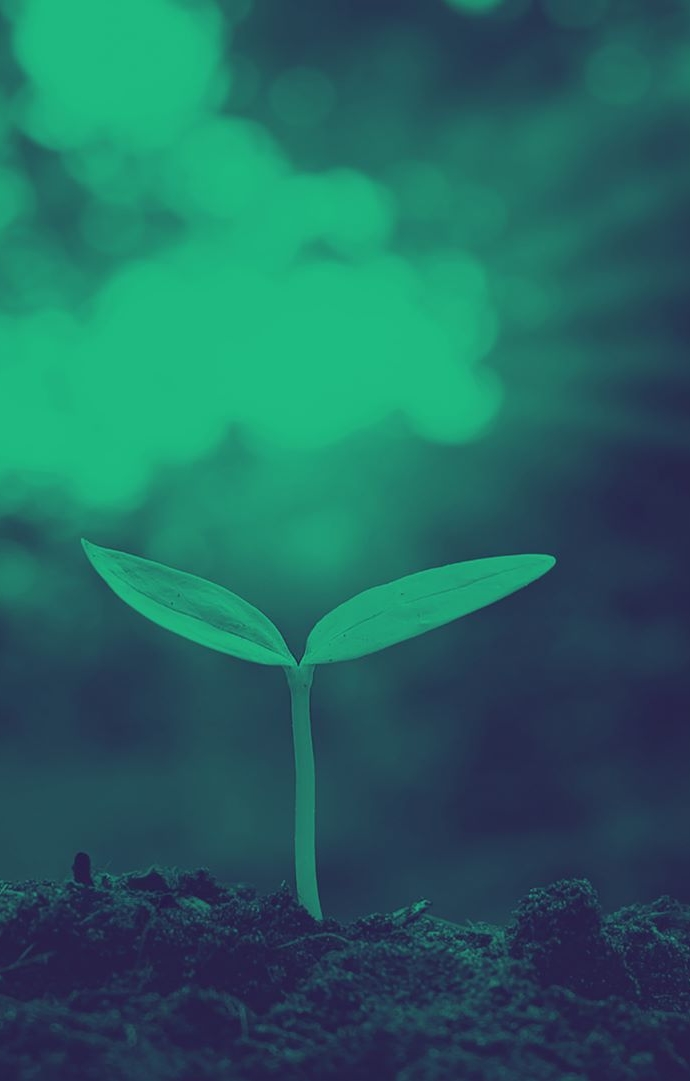 green shoots