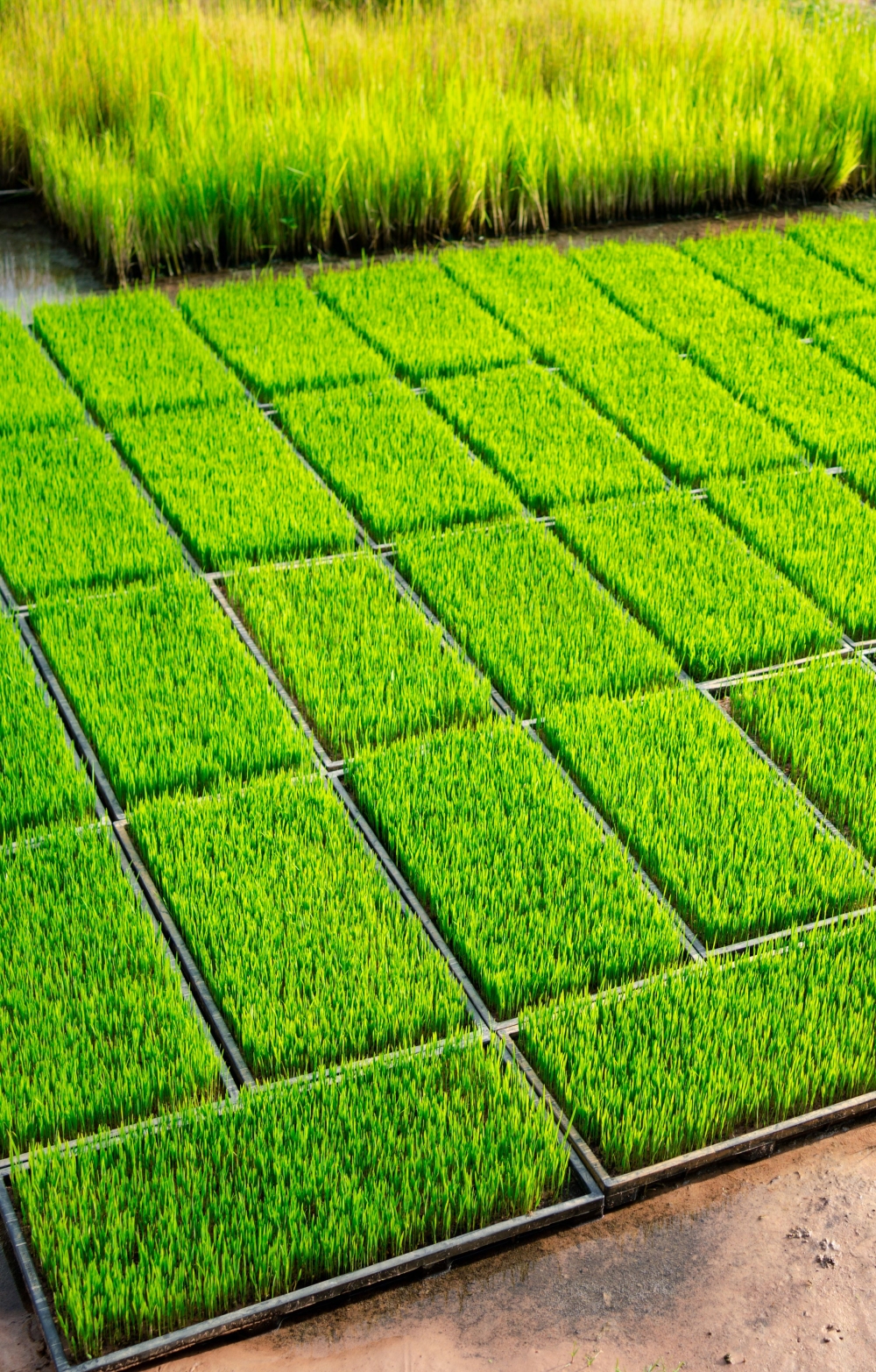 green grassy patches