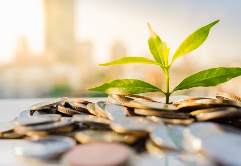 Plants growing from money